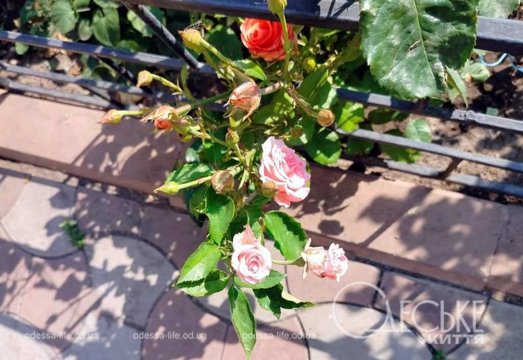 Июль по-одесски, розы