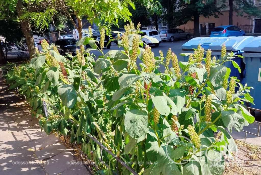 Июль по-одесски, куст