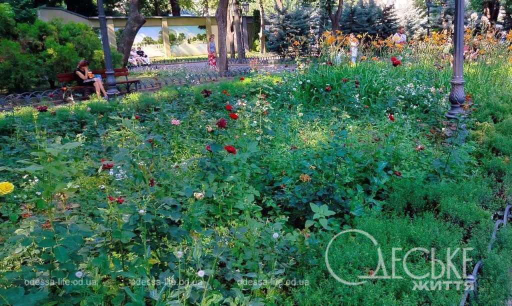 Июль по-одесски, газон