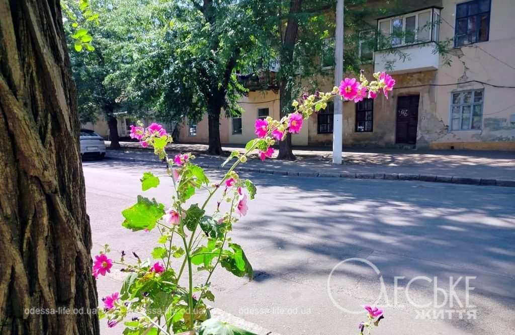 Июль по-одесски, мальва