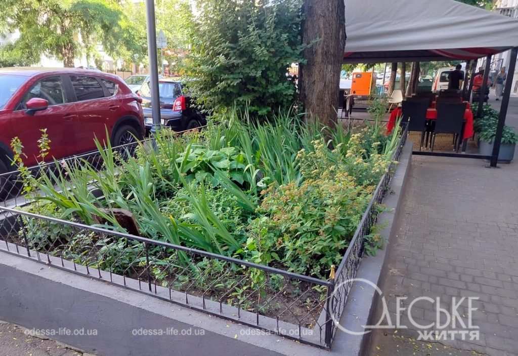 Июль по-одесски, клумба
