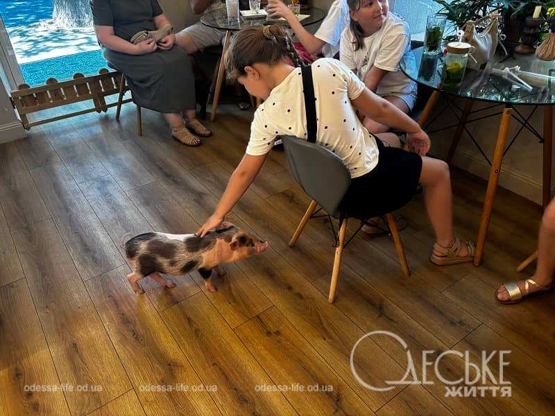 В Одеському кафе Hygge Pig Cafe