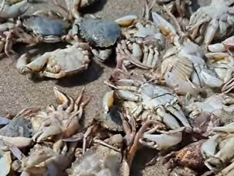 Тысячи крабов выбросило на пляжи Одесской области