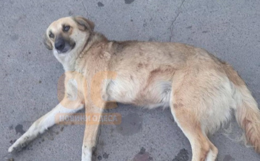 Под Одессой подстрелили уличную собаку: полиция ищет виновного