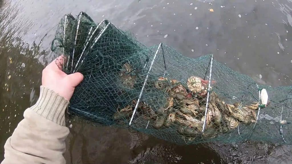 раки