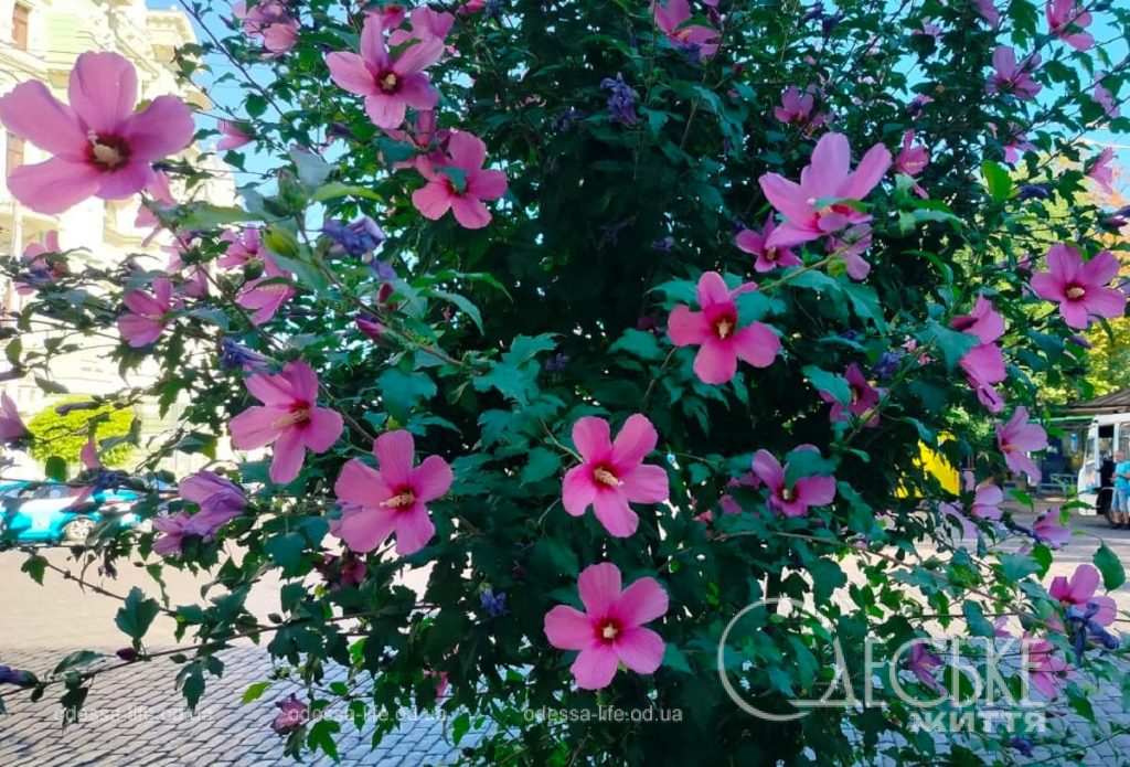 Август в Одессе: цветы