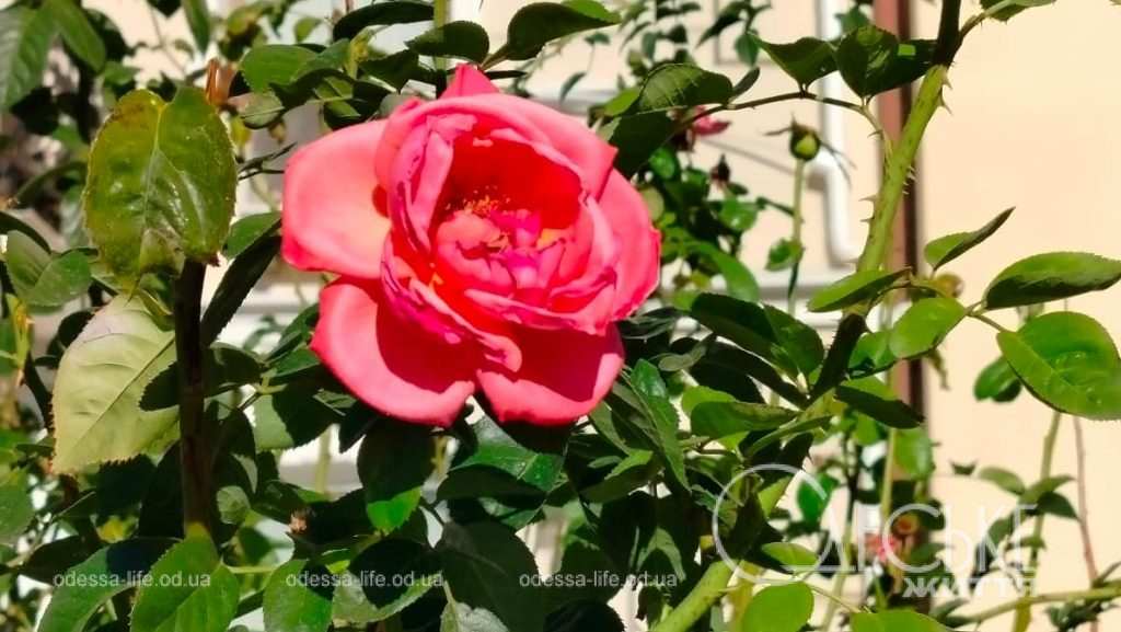 Август в Одессе: роза