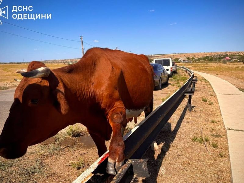 В Одесской области спасатели выручили корову из металлической ловушки