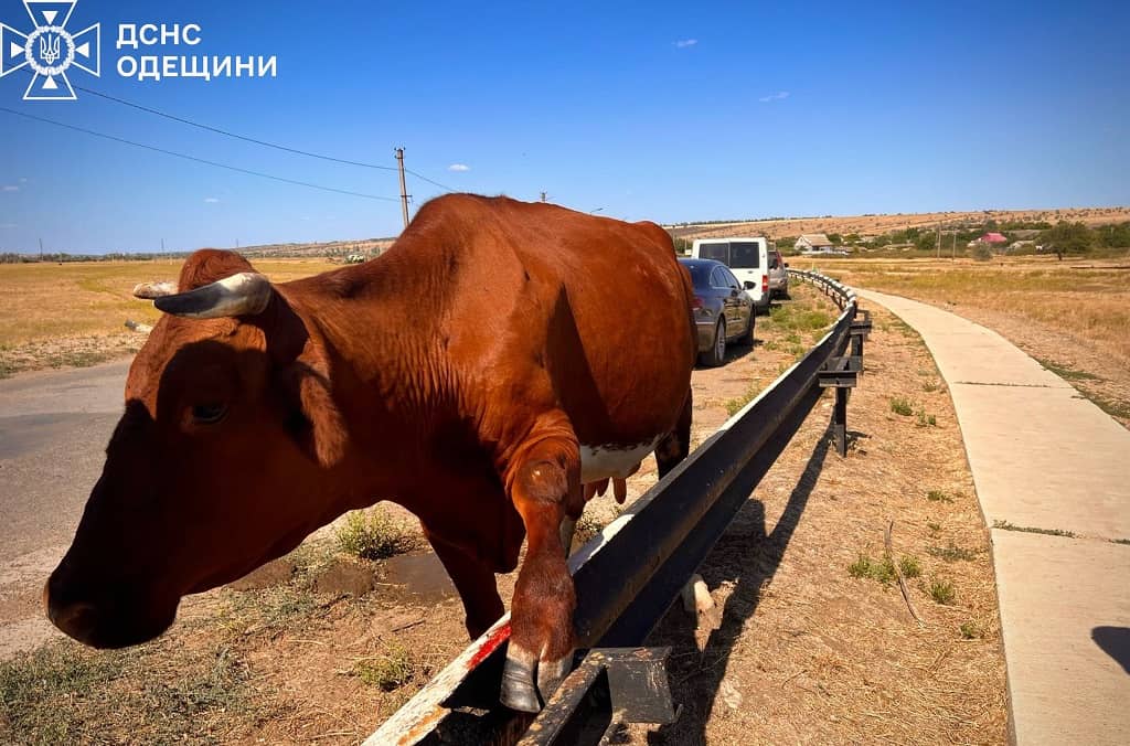 В Одесской области спасатели выручили корову из металлической ловушки