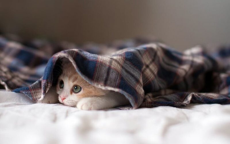 котик, похолодание