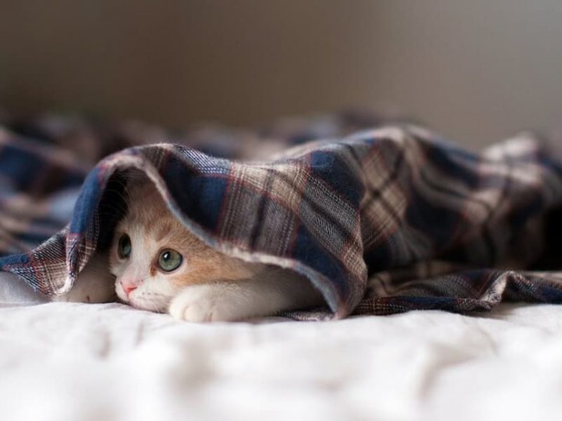 котик, похолодание