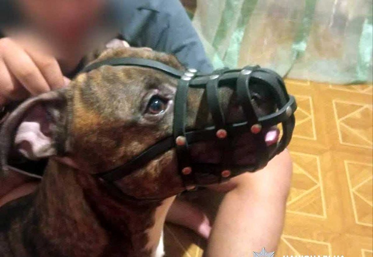 собака