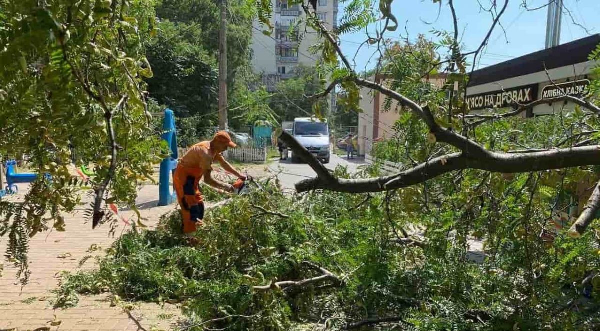 упавшее дерево