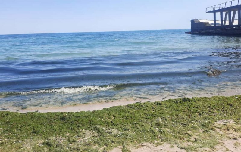 водоросли на пляже
