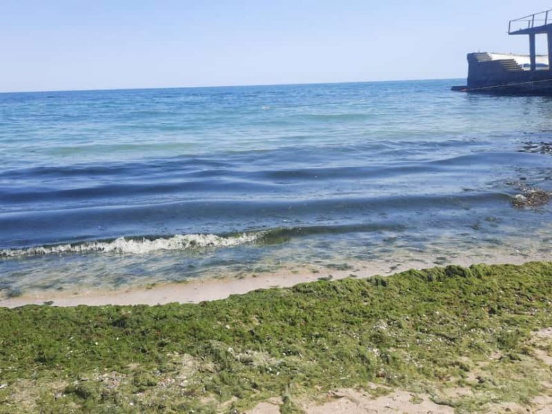 водоросли на пляже