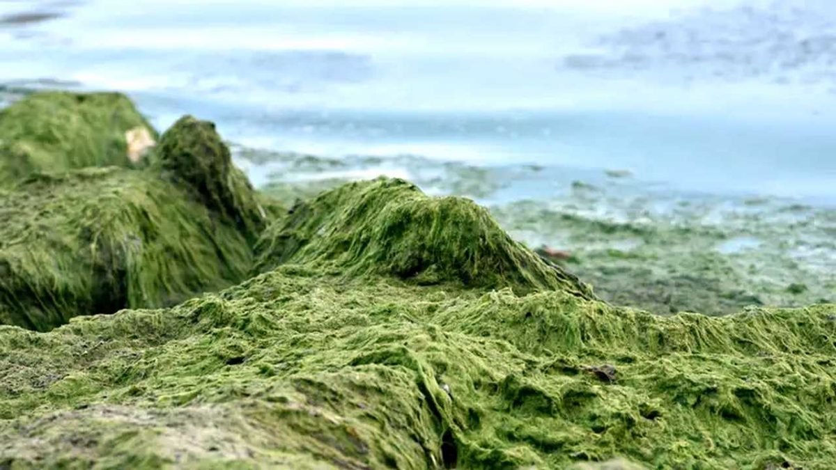 Водорості. Фото vsn.ua