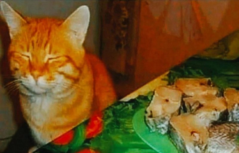 Юмор: спящий кот Василий