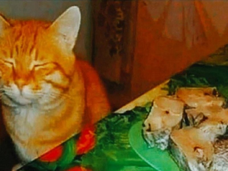 Юмор: спящий кот Василий
