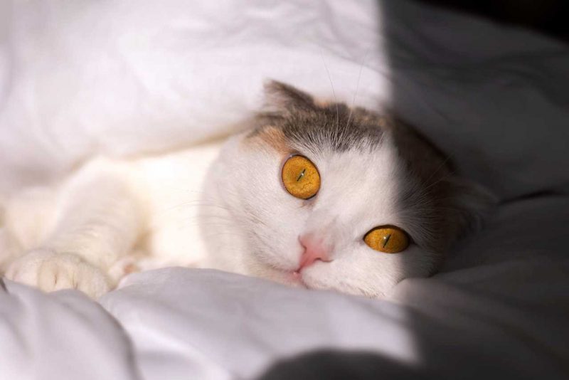 гумор котик