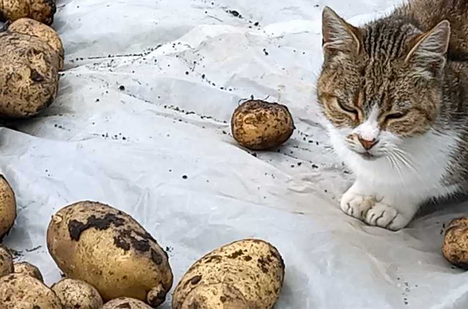 Картопля 3