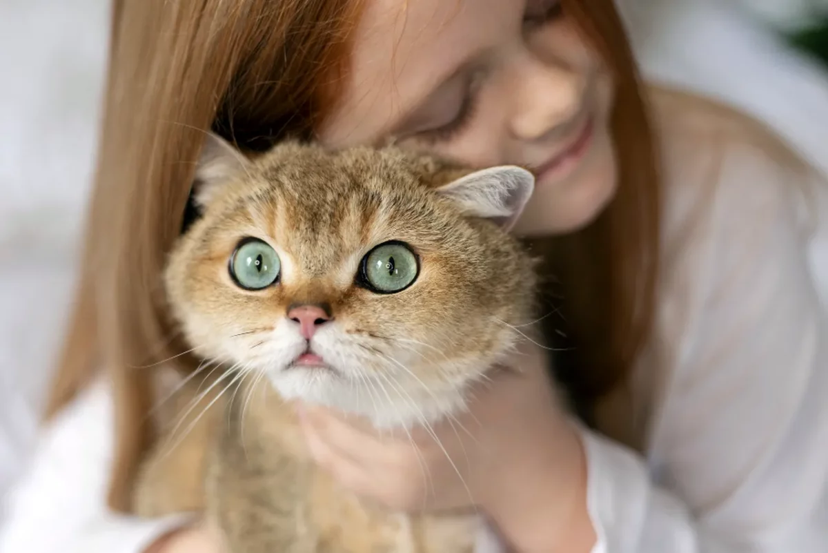 кіт кохання