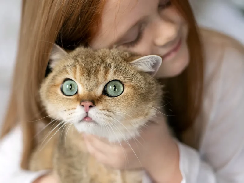 кіт кохання