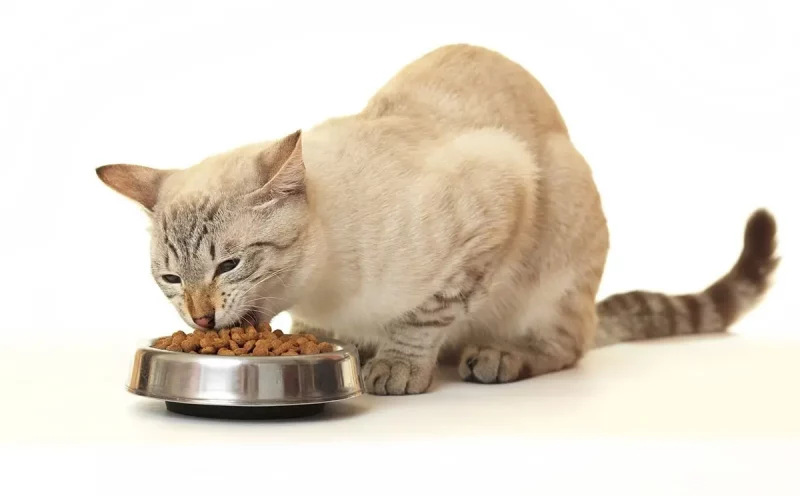 Сухой корм для кота