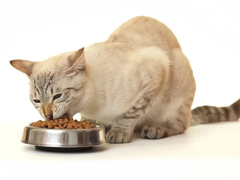 Сухой корм для кота