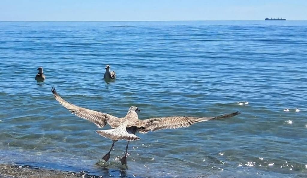 море