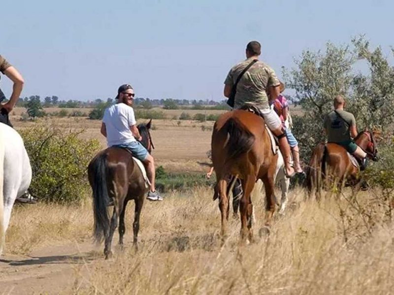 реаілітація коні