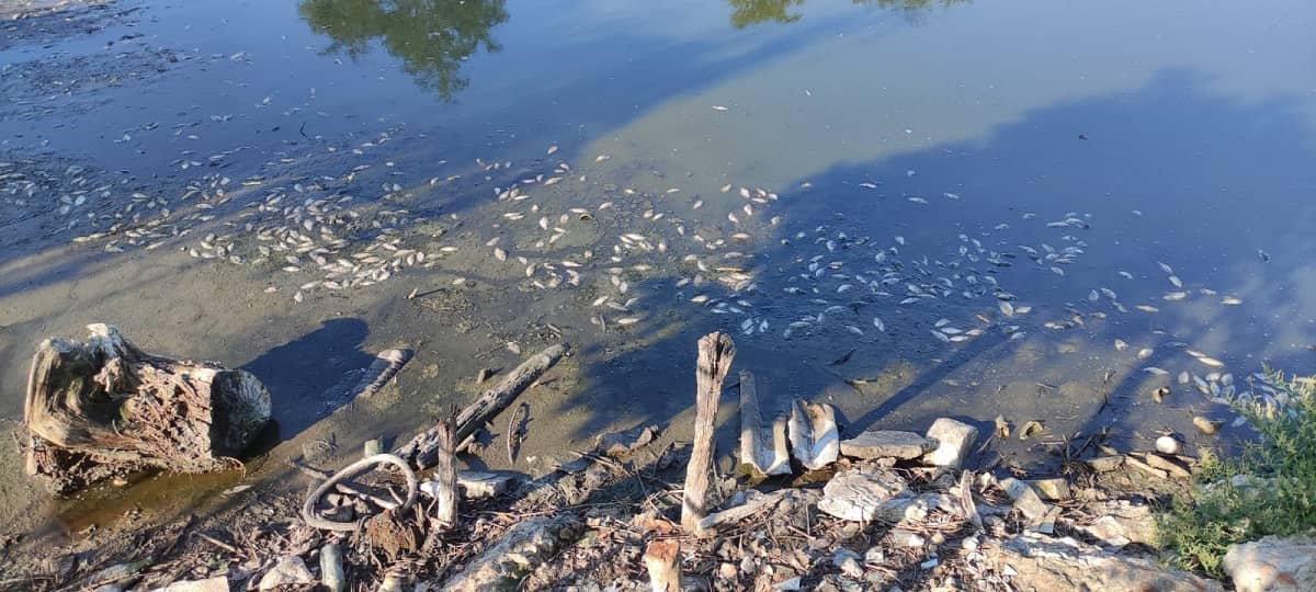 В Вилково начала массово гибнуть рыба
