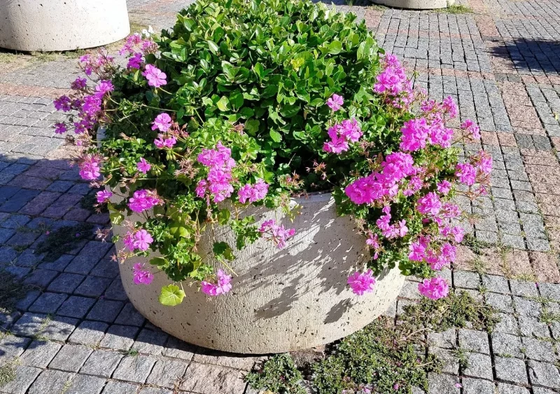 Вересневі клумби Одеси
