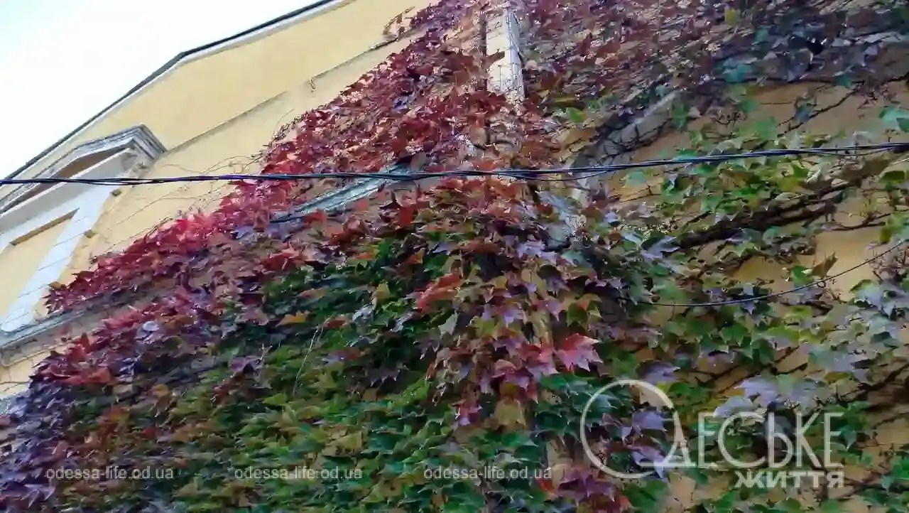 Плющ на будинку в Одесі