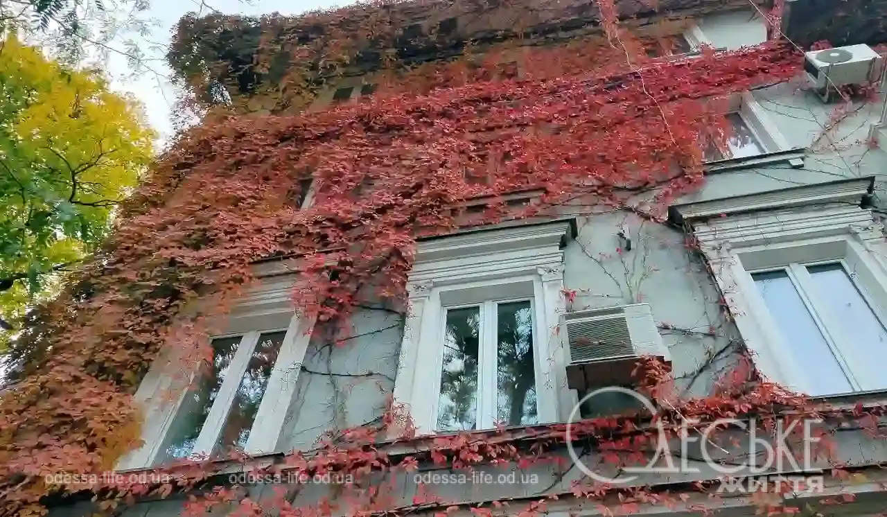 Плющ на будинку в Одесі