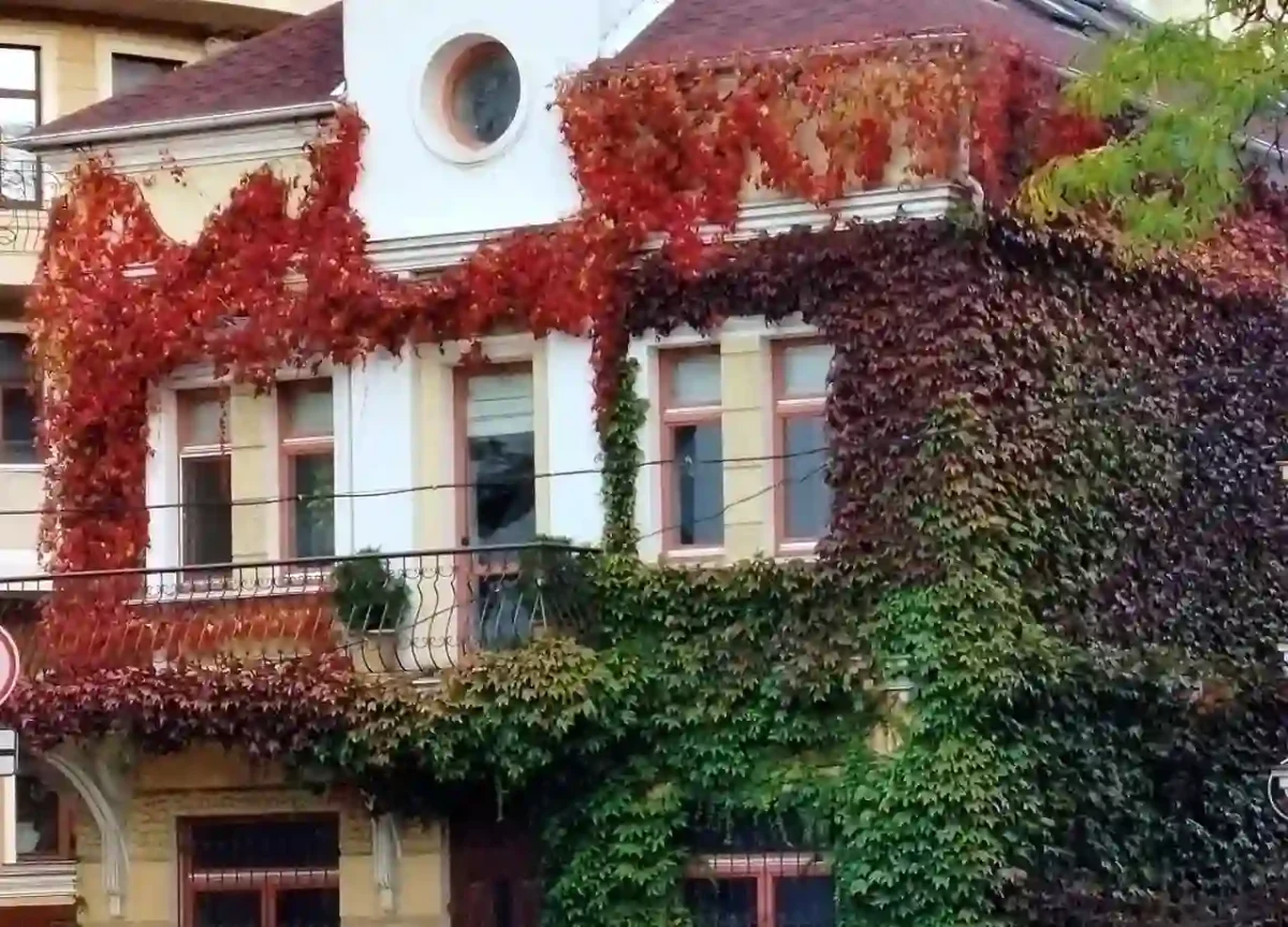 Плющ на будинку в Одесі