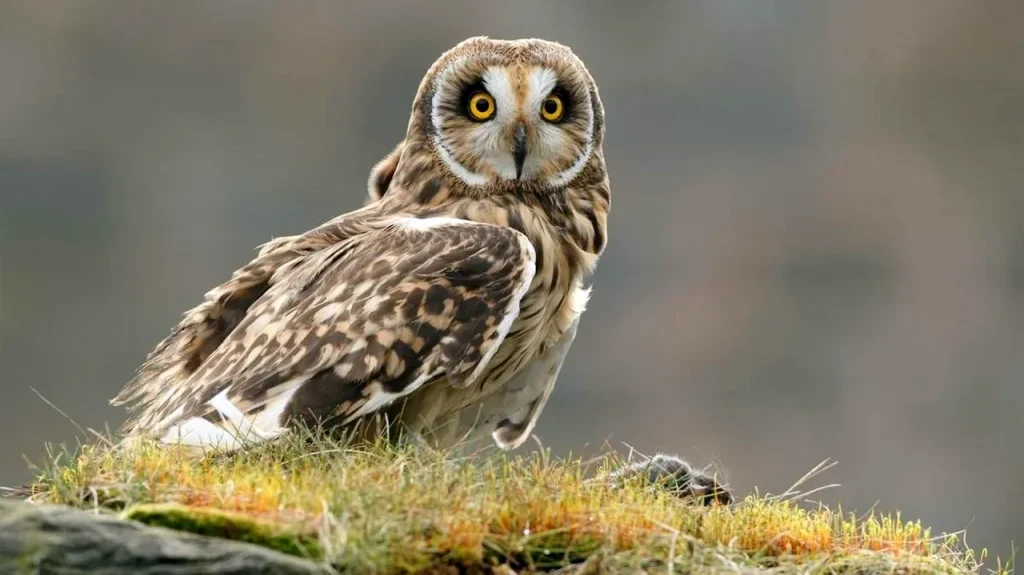 болотяна сову