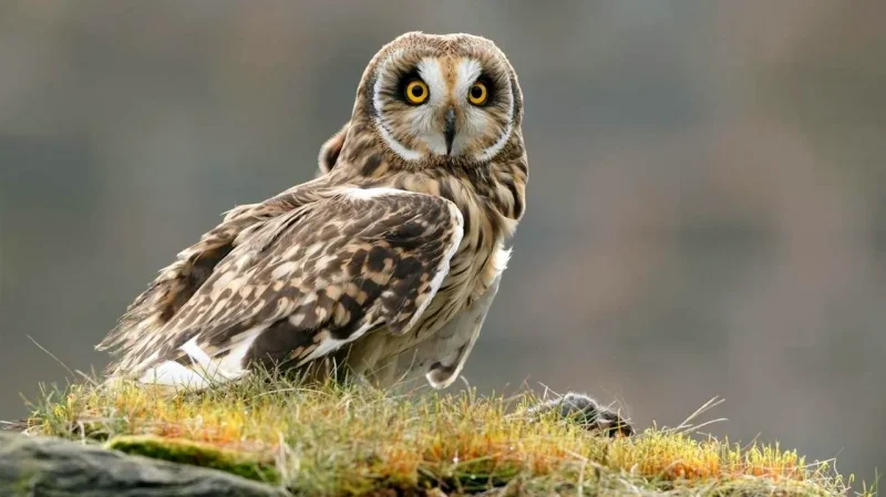 болотяна сову