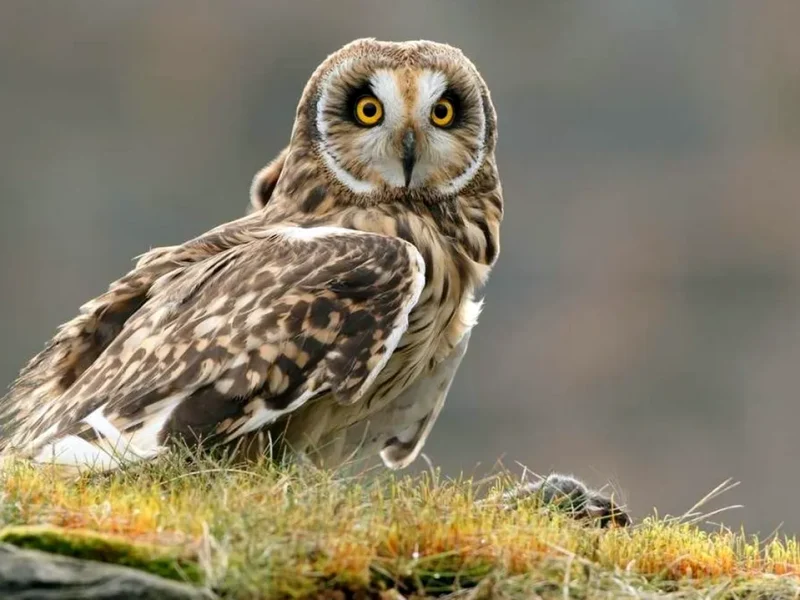 болотяна сову