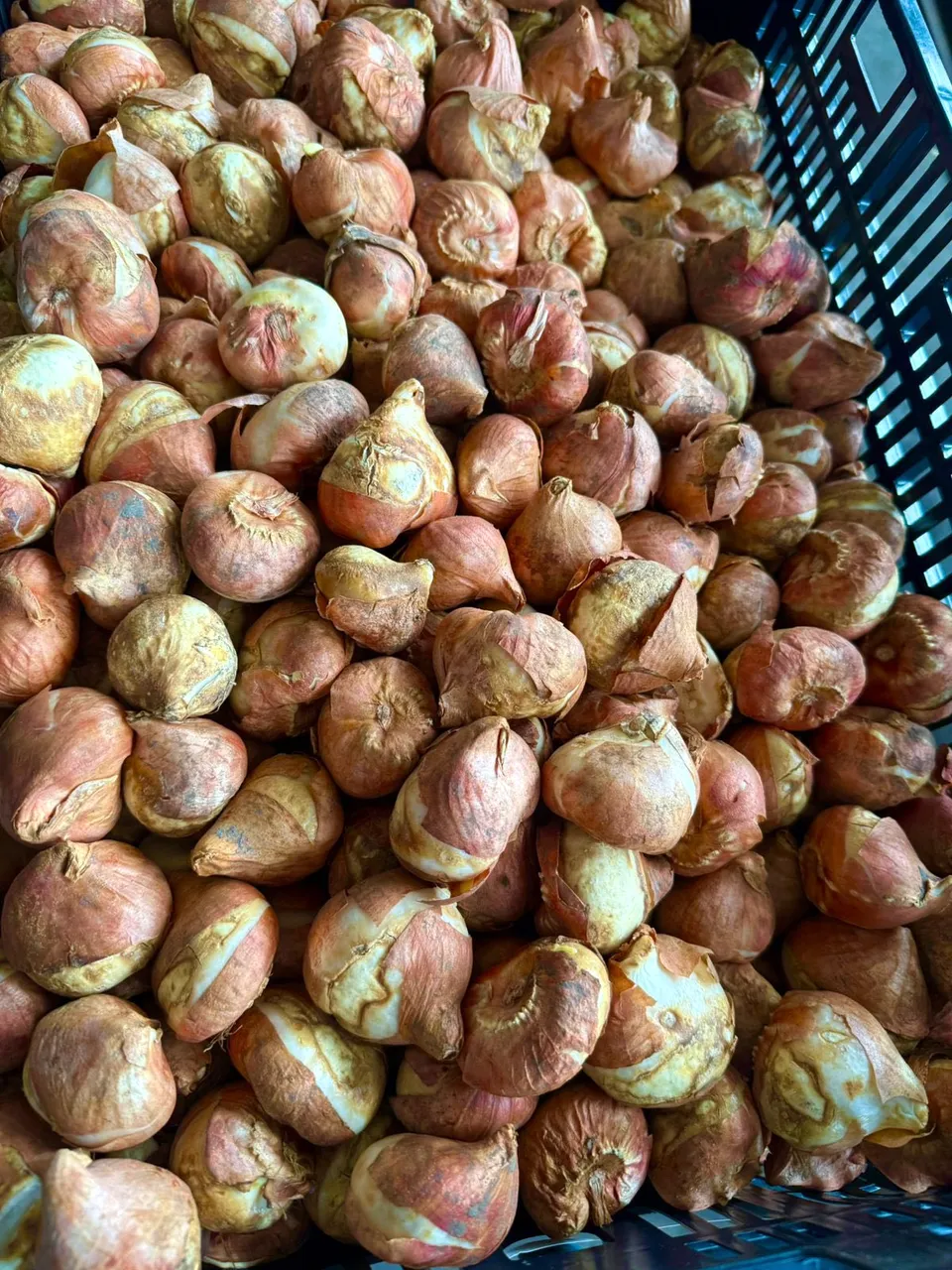 цибулини тюльпанів