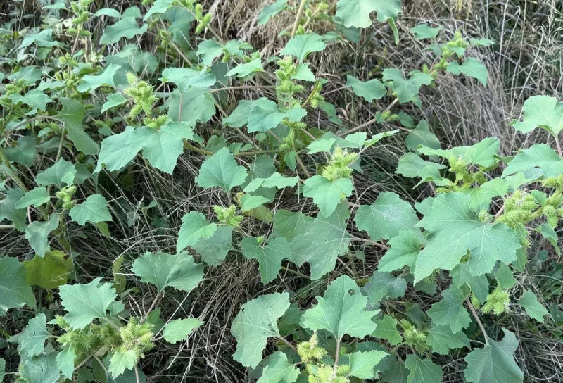 В Одесской области стремительно распространяется опасное растение