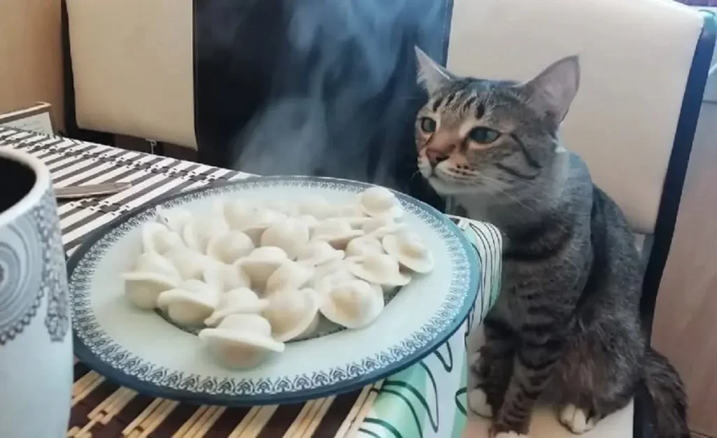 Котик и еда