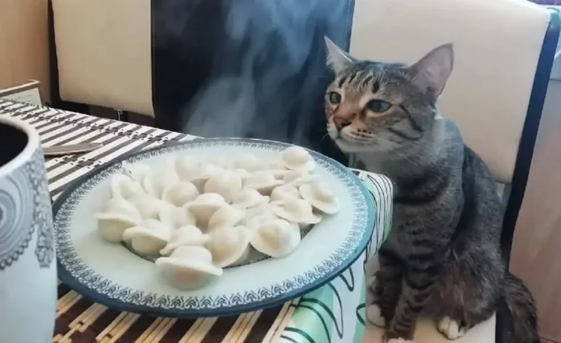 Котик и еда