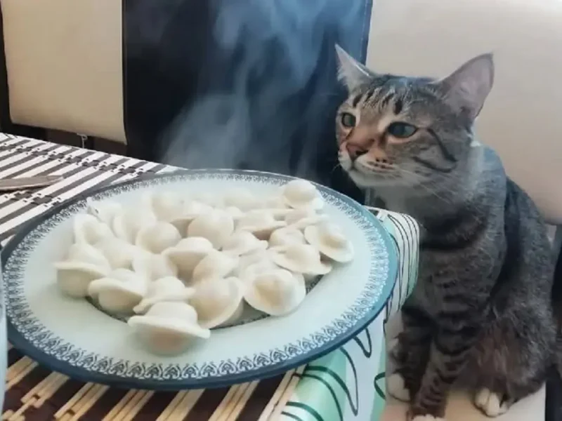 Котик и еда