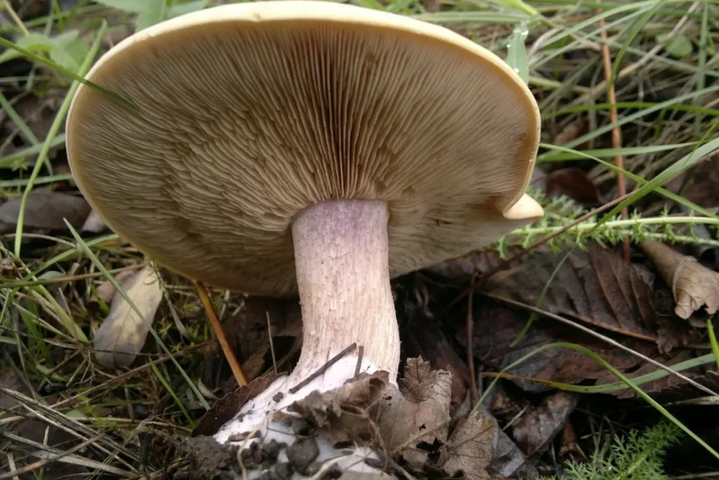 Гриб синеножка