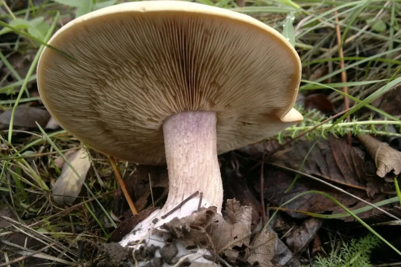 Гриб синеножка