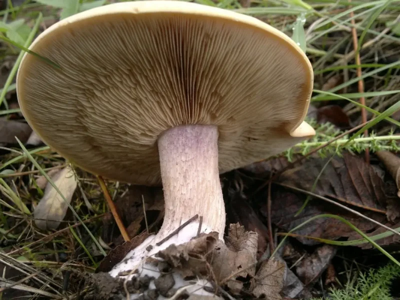 Гриб синеножка