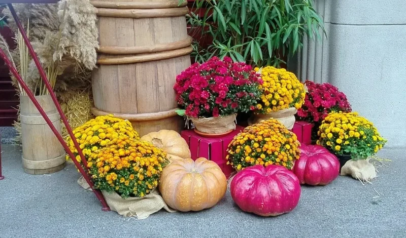 Міські вітрини прикрашають гарбузи