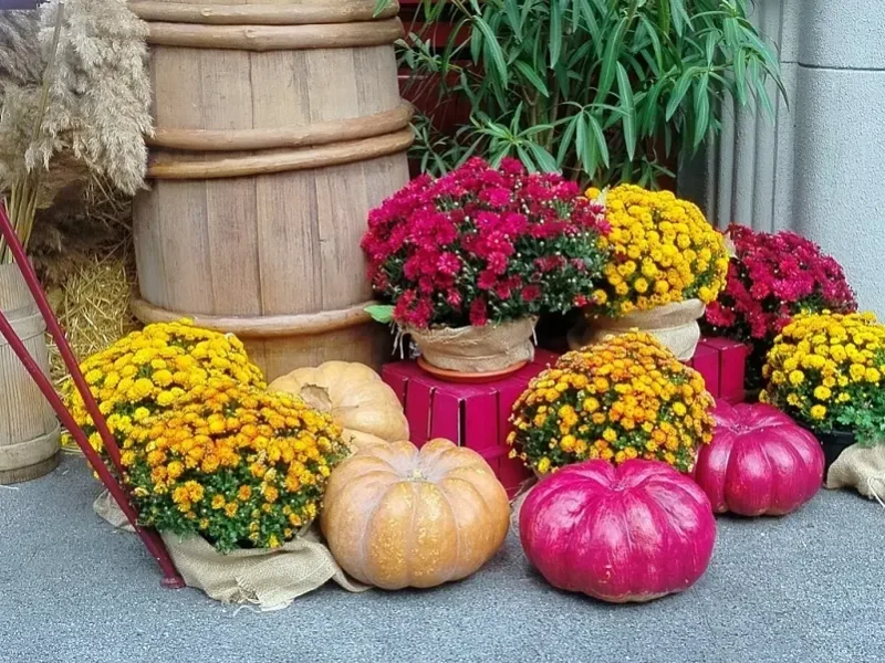 Міські вітрини прикрашають гарбузи