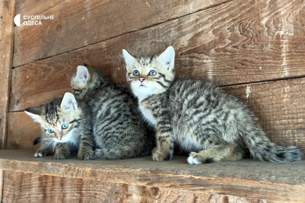 кошенята