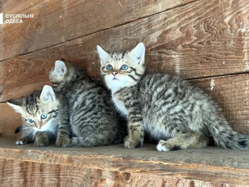 кошенята